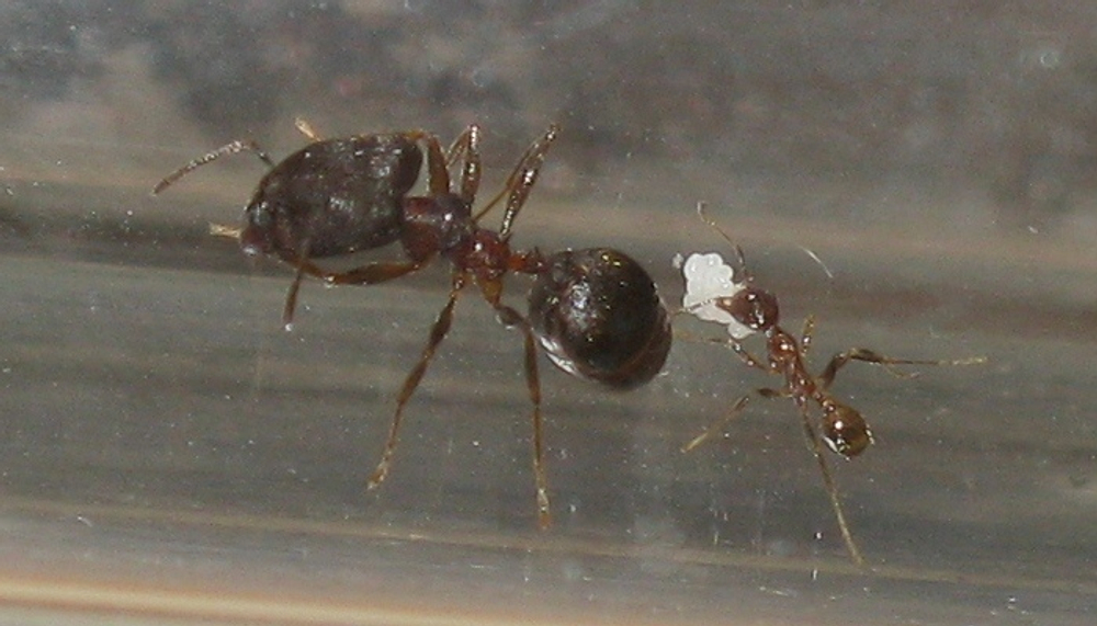 Комплект формикарий "Белый Дом 3.0" и муравьи Pheidole (160х100х100 мм)