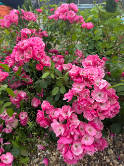 Роза Ангела С7 Закупка М57 июнь 2026