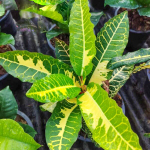 Кротон THAMMA BARAMEE