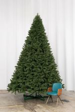 высокая ель ствольная