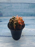 Gymnocalycium Variegata (Гимнокалициум Вариегатный)