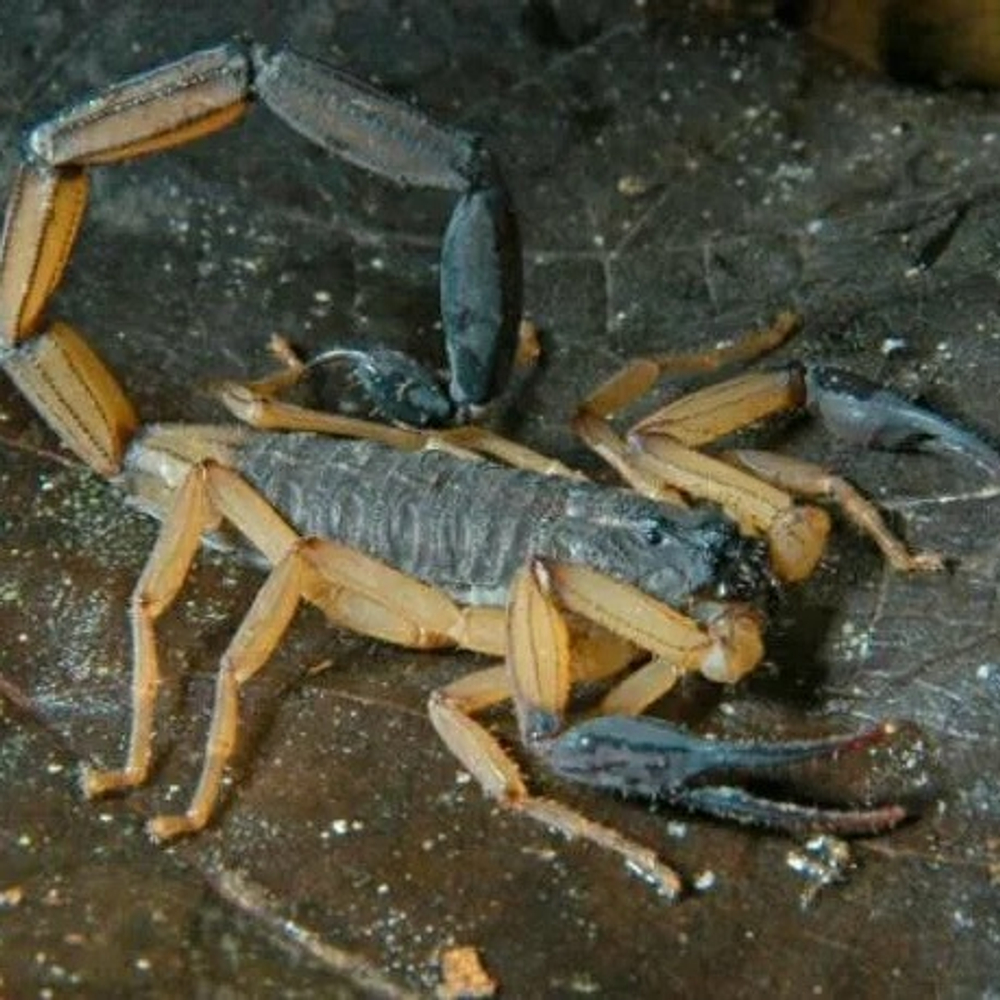 Скорпион Centruroides bicolor (Двуцветный скорпион)