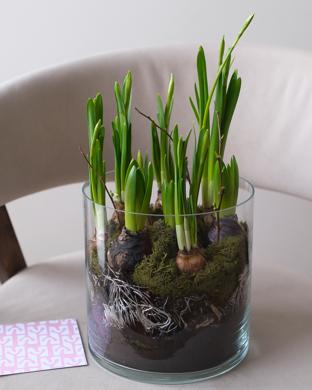 Луковицы нарциссов и гиацинтов в стеклянной вазе с мхом