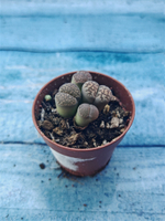 Lithops sp. (Литопсы)