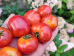 Черри Радуга (Rainbow Cherry) сорт томата