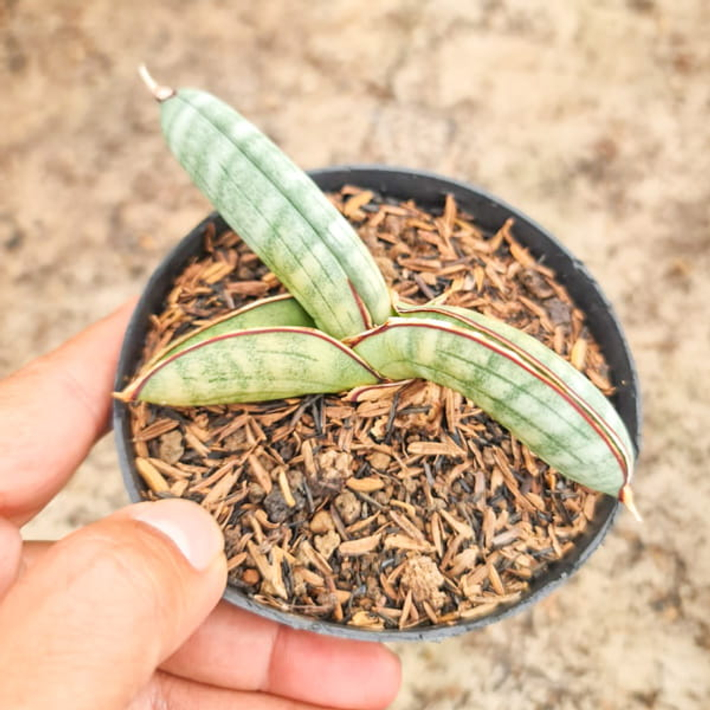 Сансевиерия EILENSIS