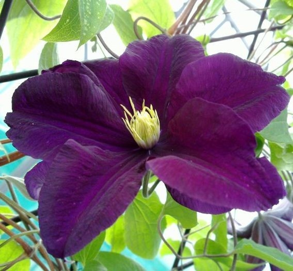 Клематис Warszawska Nike (Варшавска Найк) Стандарт поставки Р9