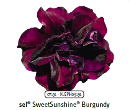 ЕВРО Петуния Sweetsunshine Burgundy укорененный черенок ОКС начало декабря
