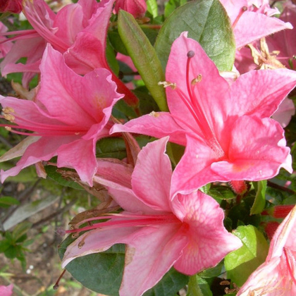 Рододендрон листопадный Розовый