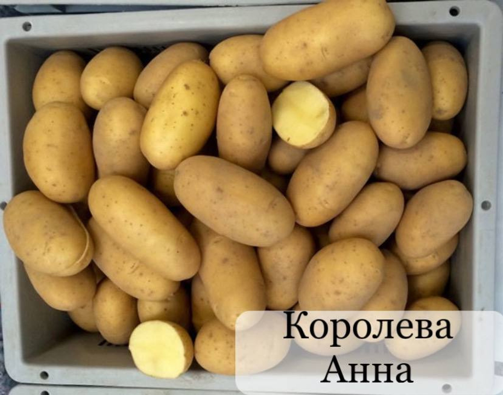 Картофель семенной КОРОЛЕВА АННА 2 кг