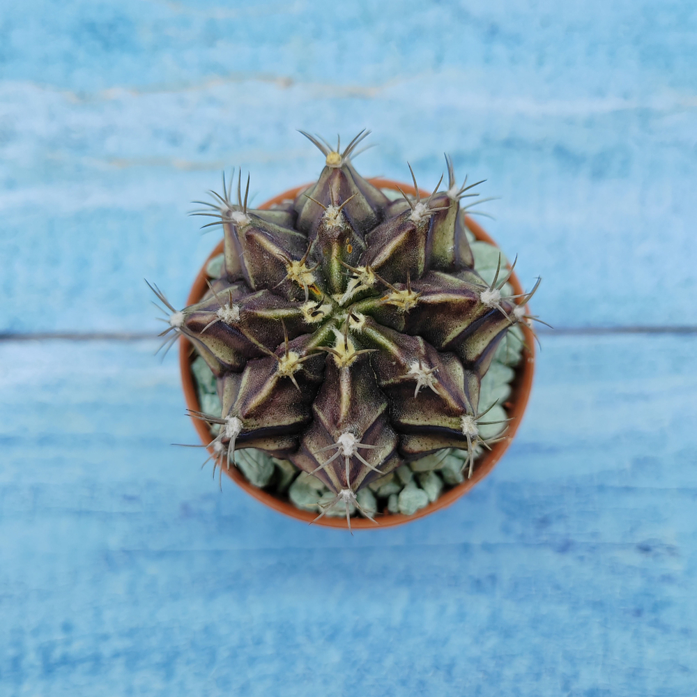 Gymnocalycium Friedrichii (Гимнокалициум)