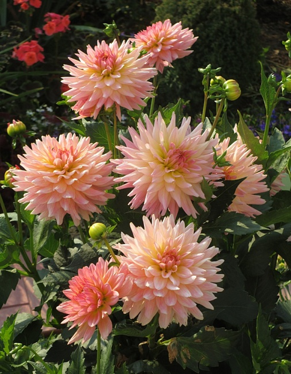 Георгин Gallery Leonardo (корень) Закупка М55 апрель 2026