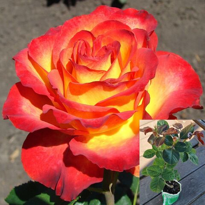 Роза Высшее Общество чайно-гибридная саженец с ЗКС.