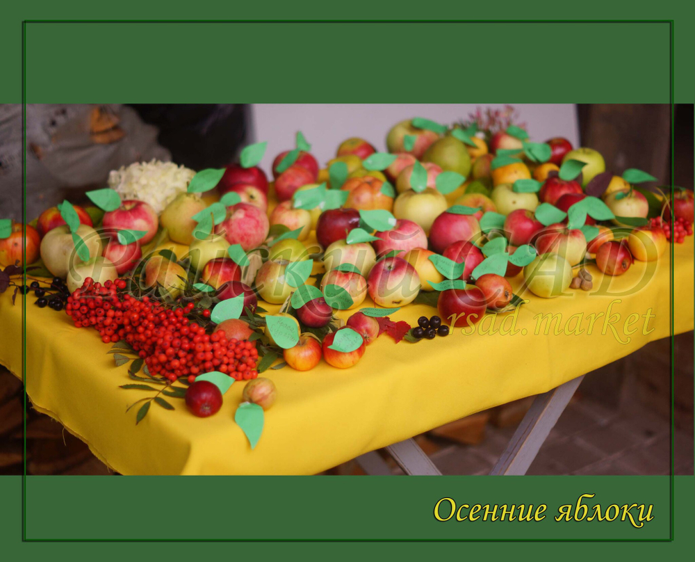 Яблоня Огонек