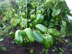 Перец Сладкий Гигантский — Big Bertha - Большая Берта