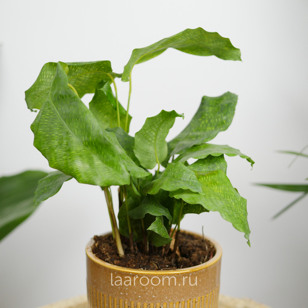 Калатея Нетворк 12/35