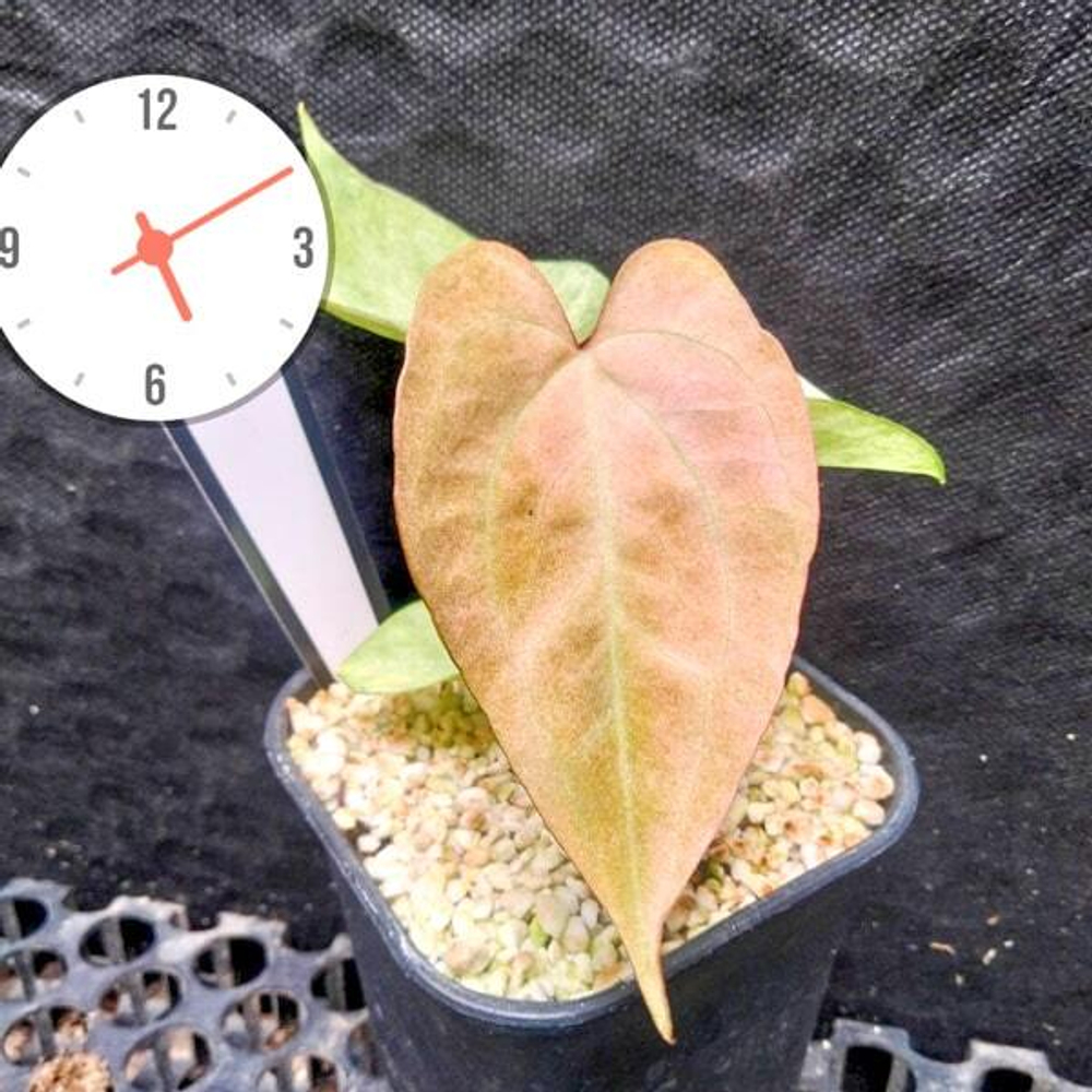 Антуриум PAPILLILAMINUM MINT PINK