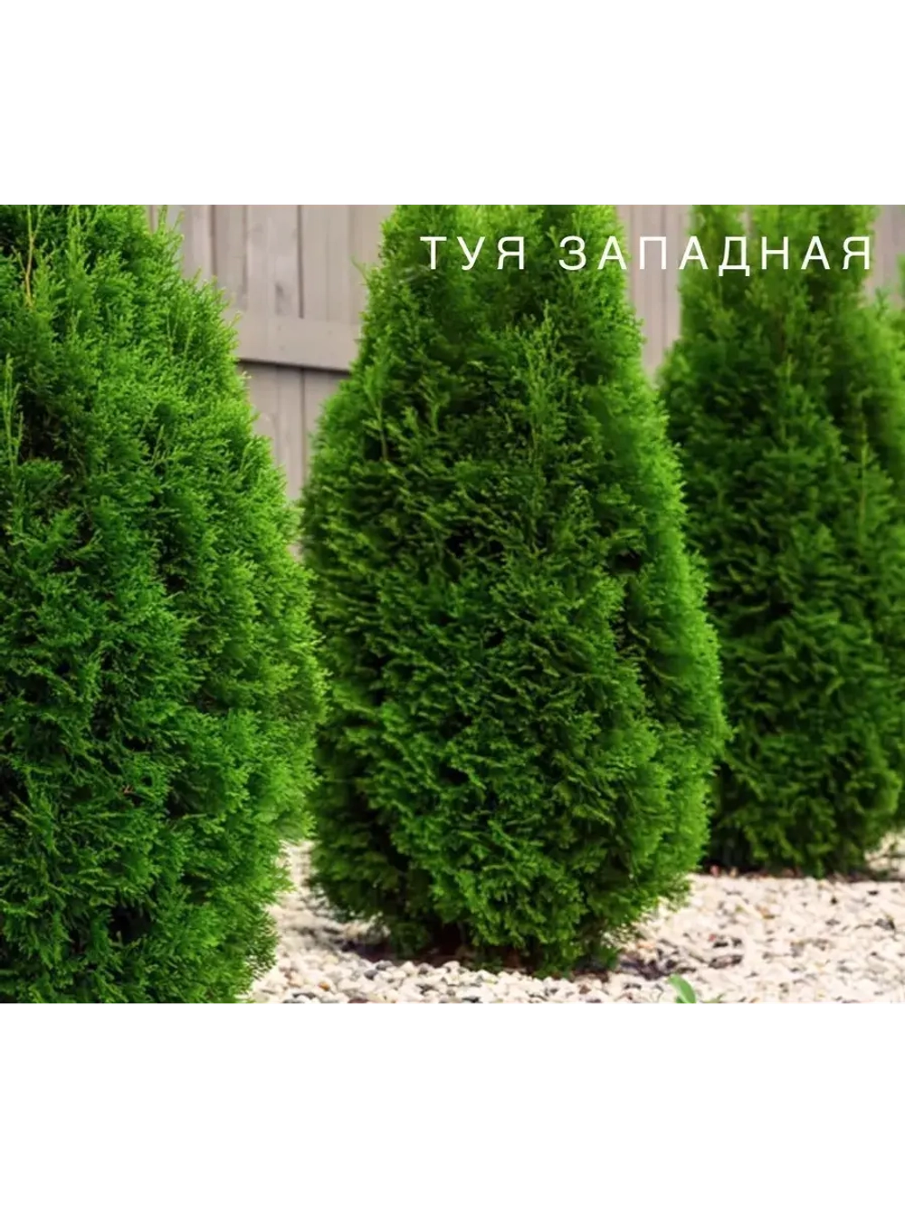 Туя западная , семена, 15 шт