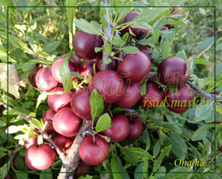 Сливово-вишневый гибрид СВГ Опата