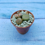 Lithops sp. (Литопсы)