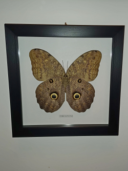 Бабочка Caligo eurilochus испод в рамке