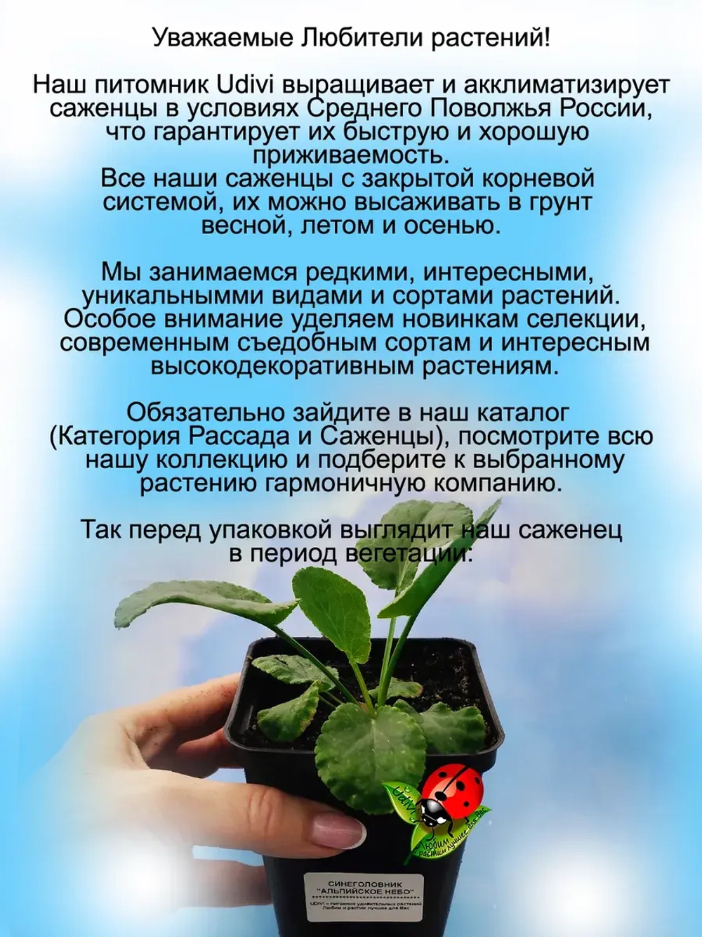 Синеголовник Альпийское небо чертополох