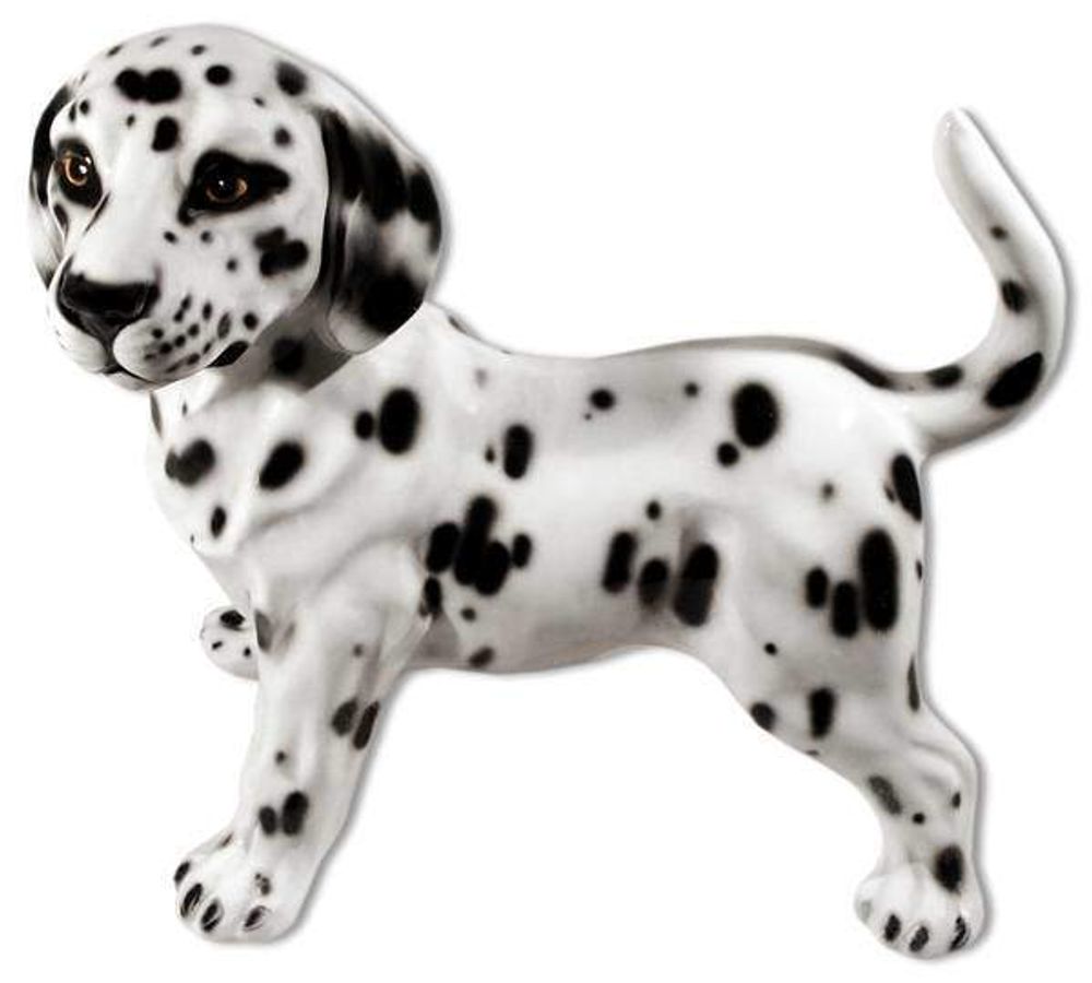 Boxer Далматин