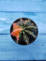 Gymnocalycium Variegata (Гимнокалициум Вариегатный)