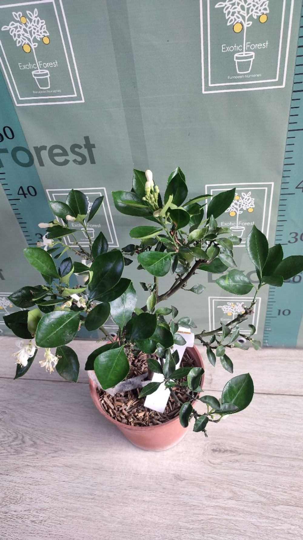 Citrangequat ‘Quatre Saisons’