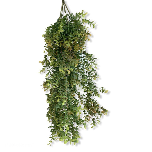 Самшит ампельный 64 см.