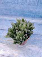 Haworthia Cooperi Pilifera (Хавортия)
