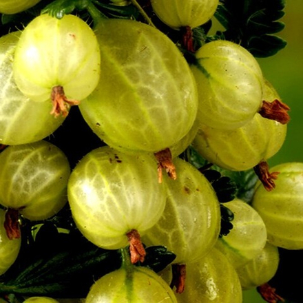 Крыжовник БЕРИЛЛ