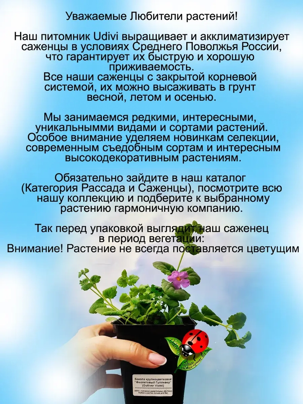 Бакопа Фиолетовый Гулливер ампельная