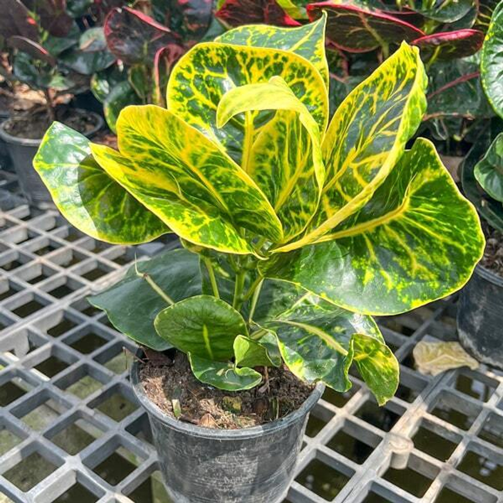 Кротон SERM BARAMEE