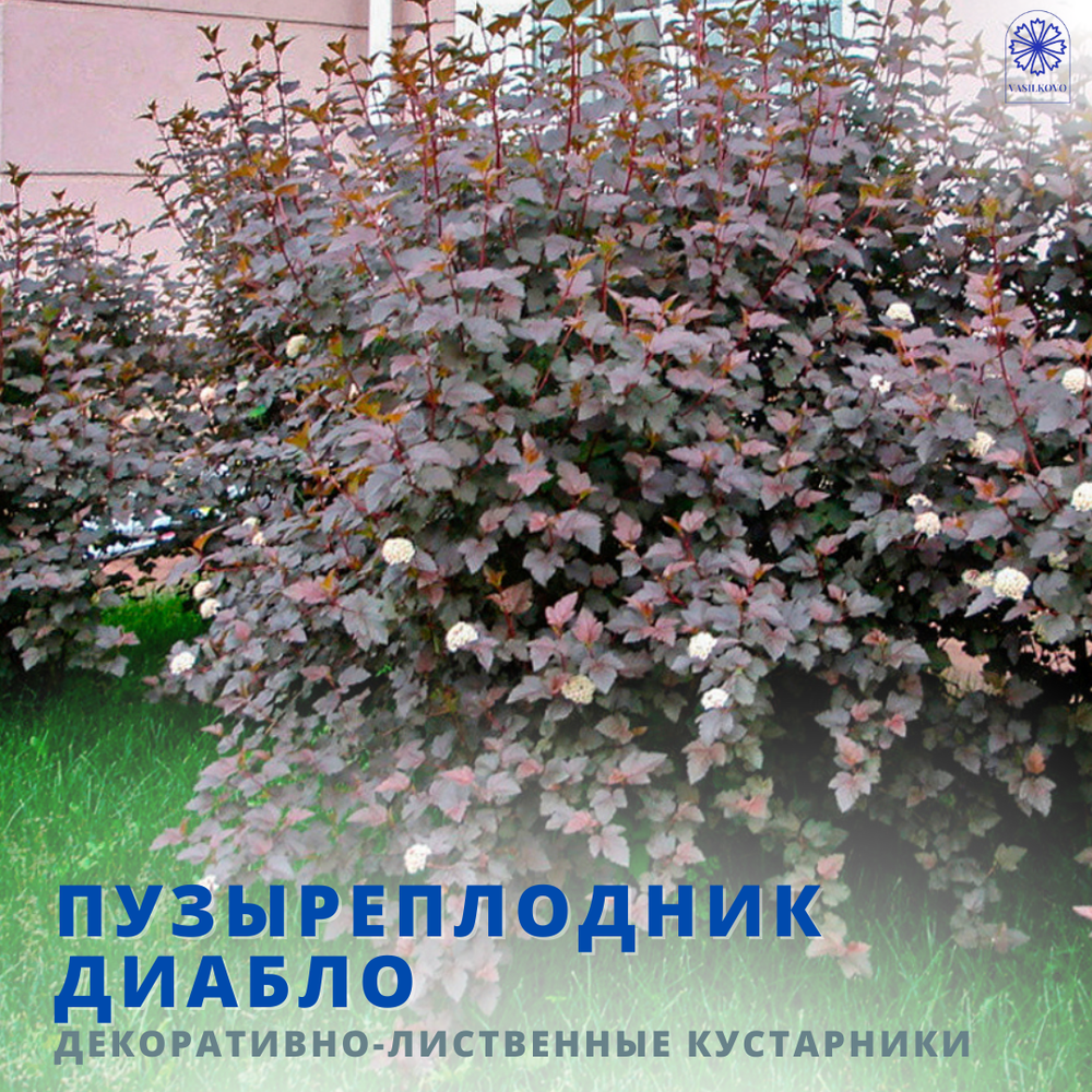 Пузыреплодник Дьябло