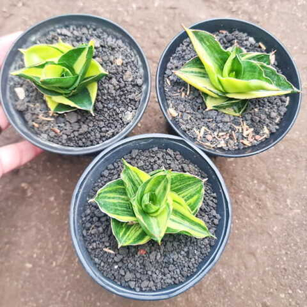 Сансевиерия ANDAMAN VAR