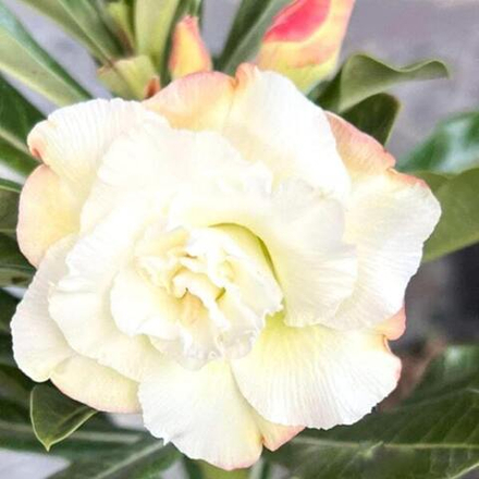 Адениум PHUT CHON