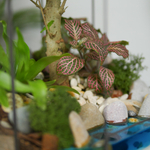 Готовый флорариум бонсай Лигуструм Бонсариум с озером