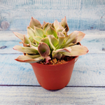 Echeveria Trumpet Pinky (Эхеверия)