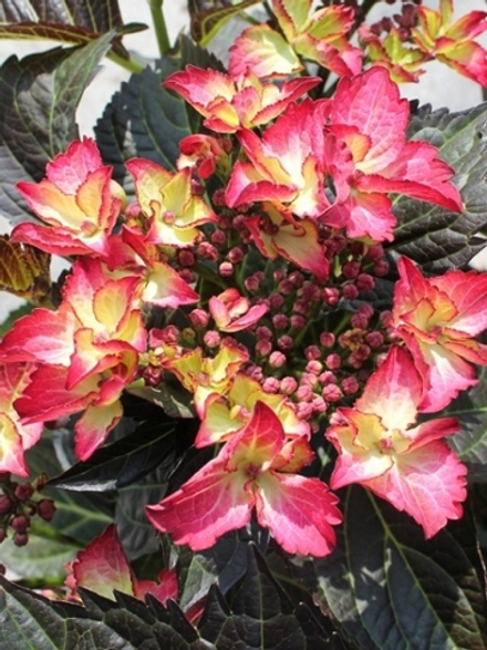 Black Diamonds Dark Angel/ Блэк Даймонд Дарк Ангел(Стандарт поставки Р9)2025г.