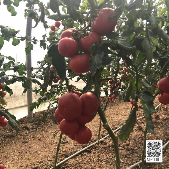 Аттия F1 семена томата индетерминантного (Rijk Zwaan / Райк Цваан) в поле – фото 6