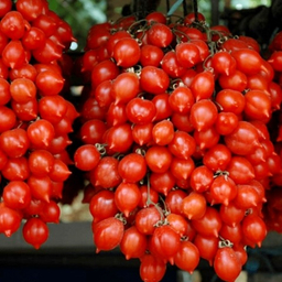 Экзотическая Комната