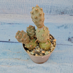Tephrocactus Articulatus (Тефрокактус)