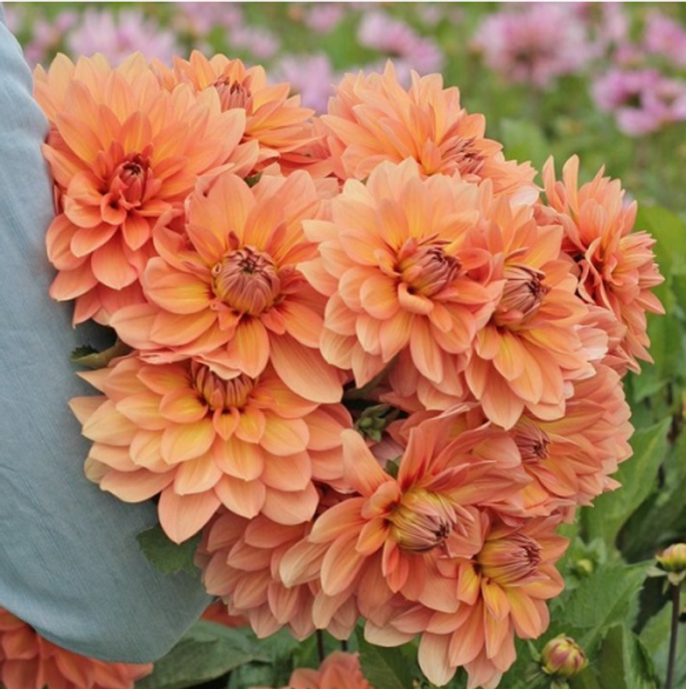 Георгин Nicholas (корень) Закупка М55 апрель 2026