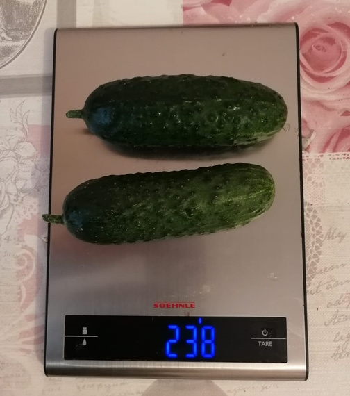 4097 F1 семена огурца партенокарпического (Seminis / Семинис) продукт – фото 10