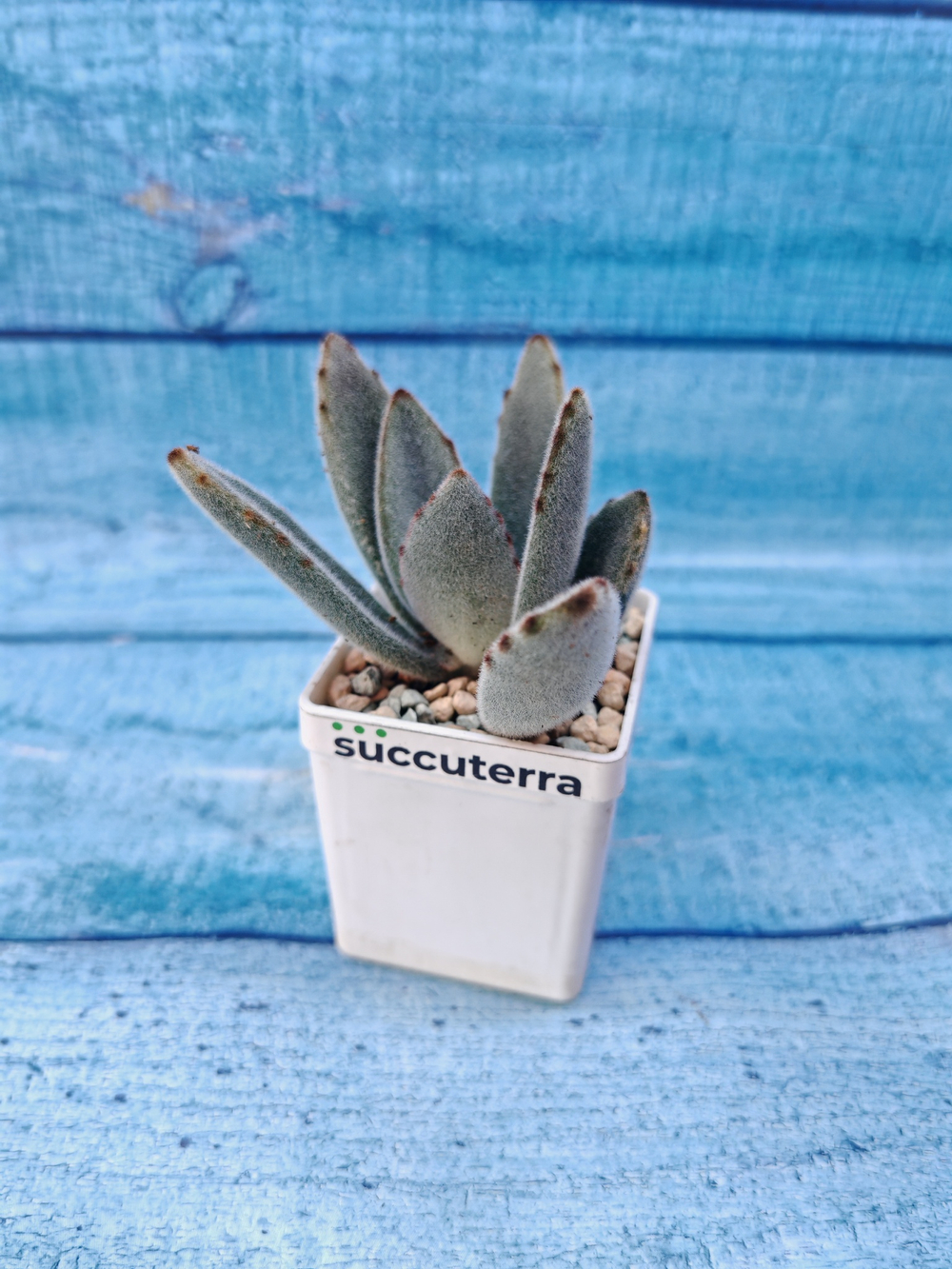 Kalanchoe Tomentosa (Каланхоэ)