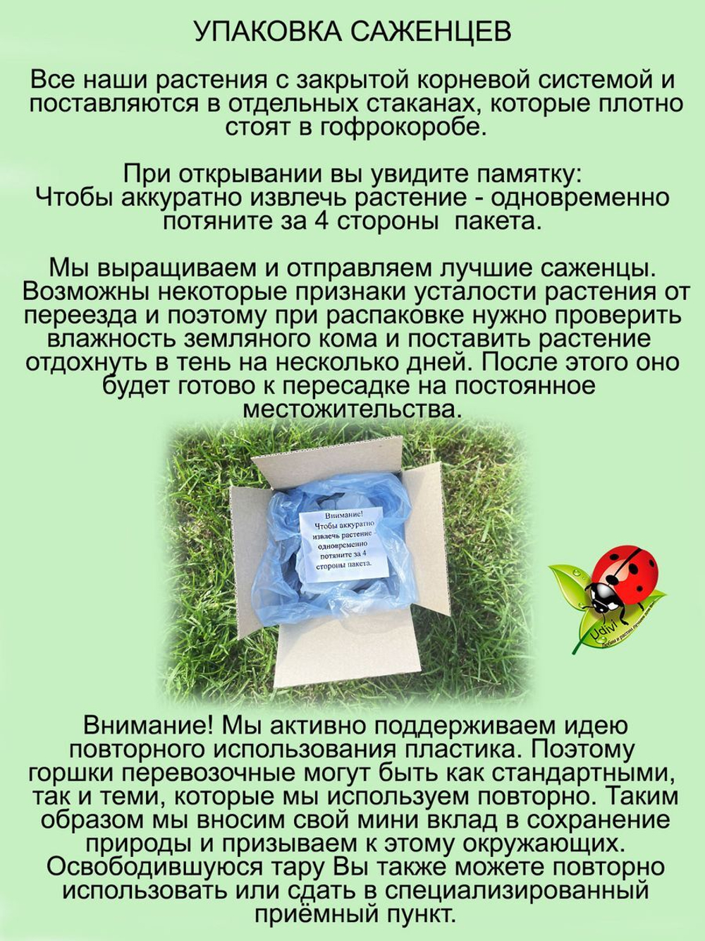 Будра плющелистная Крапчатая