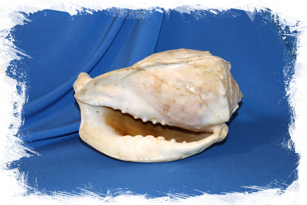 Кассис тесселлата (Cassis tessellata) 20см. 1шт.