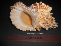 Бурса Бубо 180-260мм