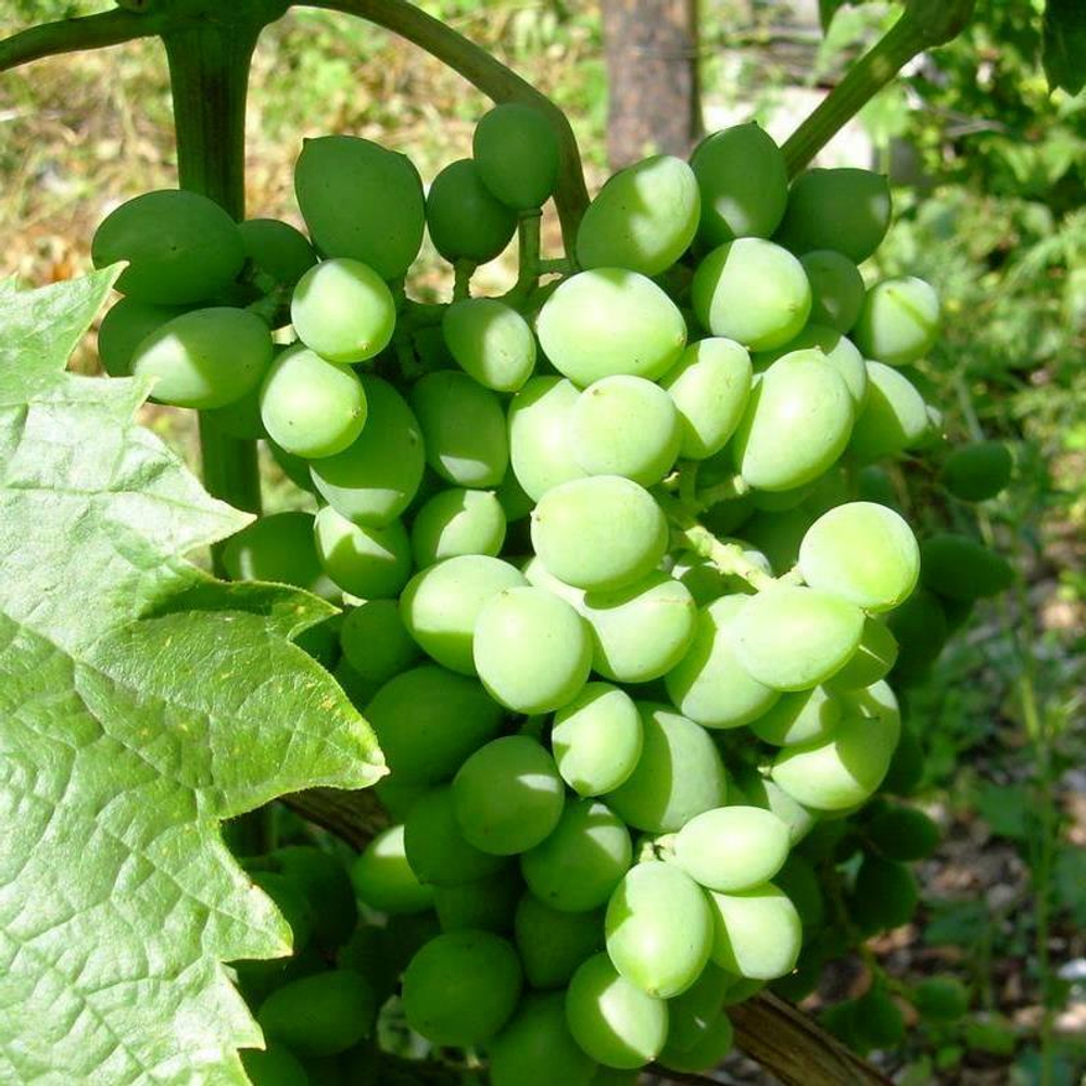 Виноград Элегант сверхранний
